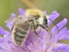 Bombus pascuorum
